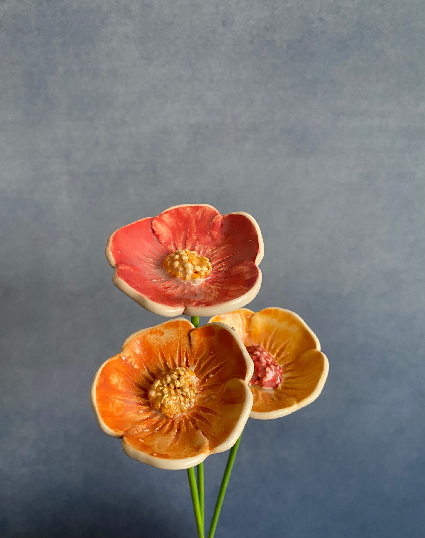 Colorful Poppies
